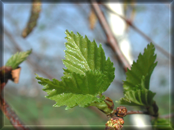 Es gr&uuml;nt und gr&uuml;nt und gr&uuml;nt und
