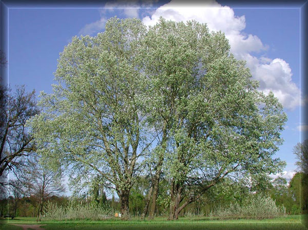 Kaiserwetter