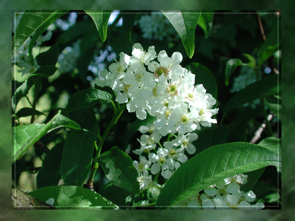 Duftfotografie muss kommen!