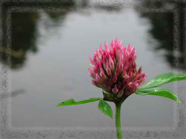 Wasserflümchen