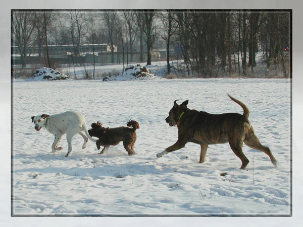 doggie dancing