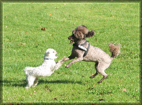 Gro&szlig;er K&auml;mpfer Lasse